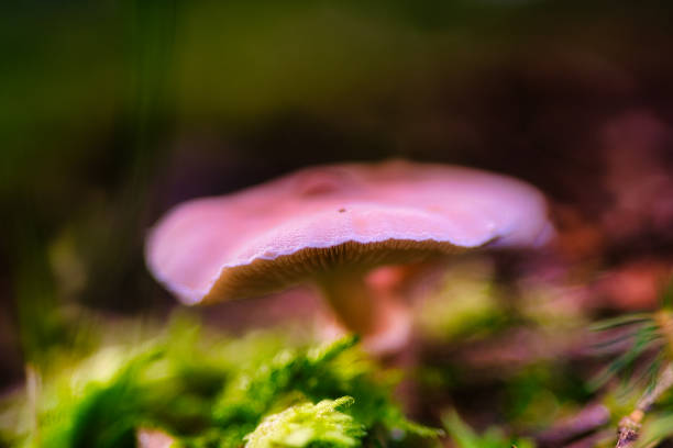 Mushroom season in the Thuringian Forest