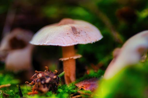 istock Mushroom season in the Thuringian Forest 2183258461
