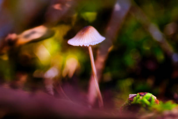 istock Mushroom season in the Thuringian Forest 2183258522
