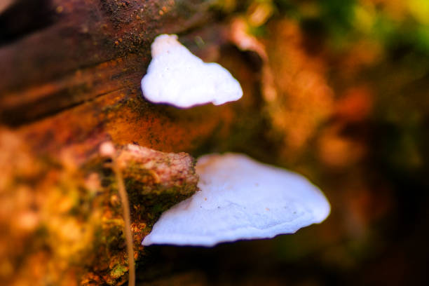 Mushroom season in the Thuringian Forest