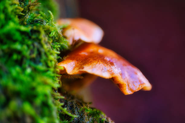 Mushroom season in the Thuringian Forest