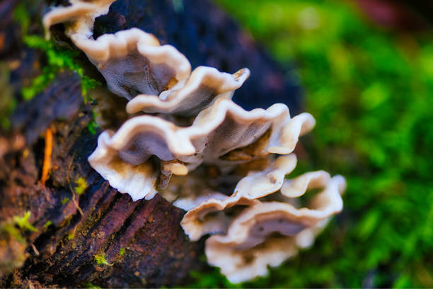 istock Mushroom season in the Thuringian Forest 2183259178