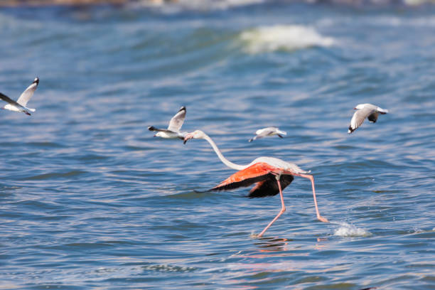 Greater flamingo takes flight