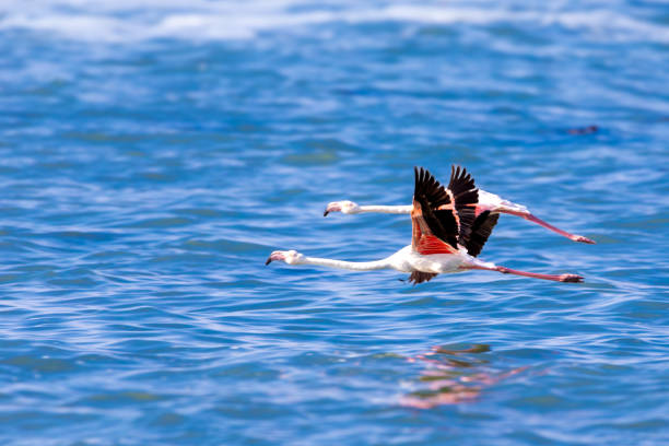 istock Greater flamingos taking off 2183259383