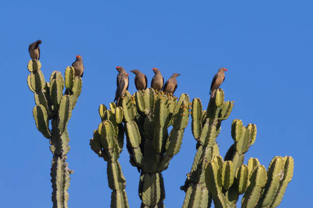 Red billed oxpeckers perched on a euphorbia
