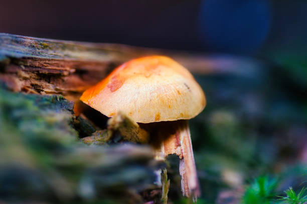 Mushroom season in the Thuringian Forest