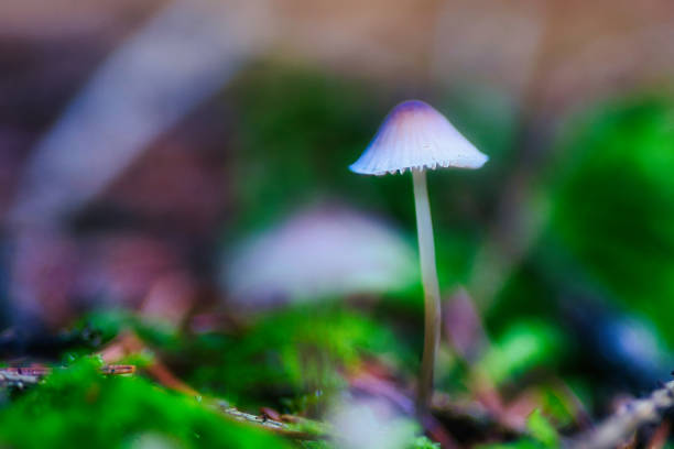 istock Mushroom season in the Thuringian Forest 2183260064