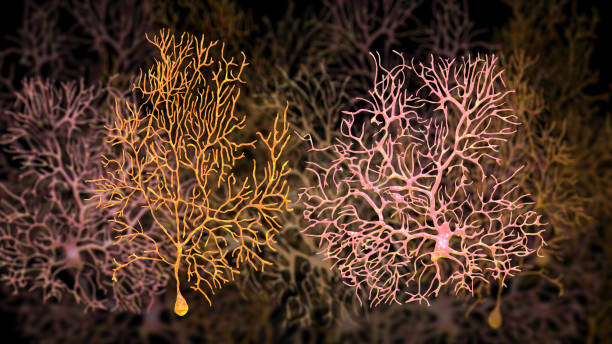 Purkinje cell of the cerebellum, computer illustration. Purkinje nerve cells have a flask-like body from which numerous highly branched dendrites extend. The cerebellum is a structure at the base of the brain that plays an important role in motor control, sensory perception and learning.
