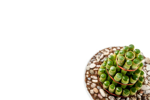 istock Chinese lucky bamboo (Dracaena sanderiana) on white pot isolated over white background 2183261430