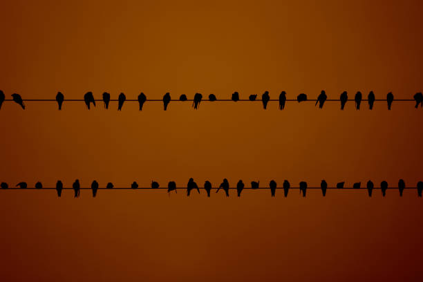 istock Birds on Wires Silhouetted Against a Vibrant Sunset Sky 2183261442