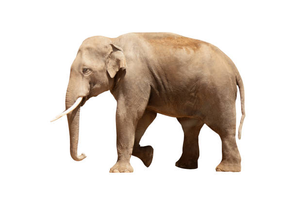 Elephant isolated on white background. Wild nature.