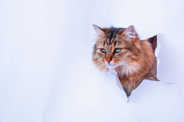 istock Kitty in hole of paper. Copy space for text banner background postcard. Horizontal image. 2183262148