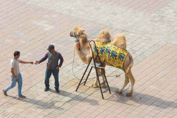 Bukhara, Uzbekistan - October 4, 2024: A male tourist pays money to a camel owner for a camel ride at city square in Bukhara, Uzbekistan. A ladder is attached to the camel for convenience