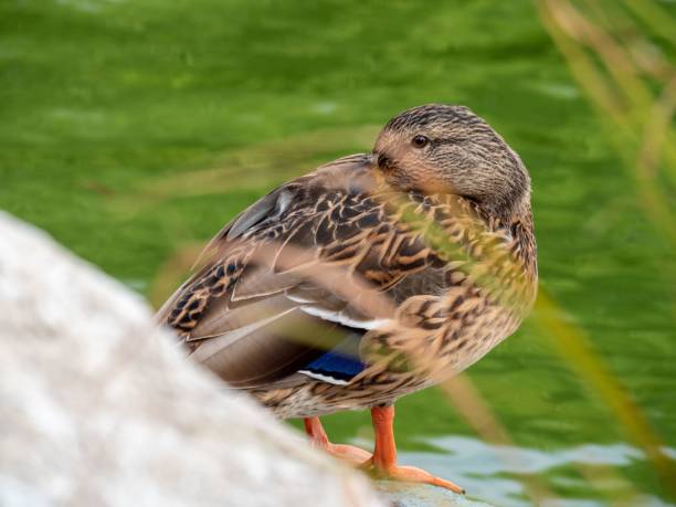 istock Female Mallard on rock by pond 2183262787