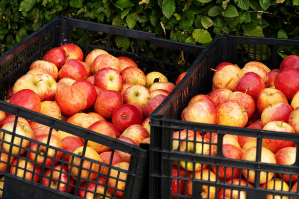 istock two black plastic boxex filled with rosy red and yellow apples with a hedge in the background 2183263678