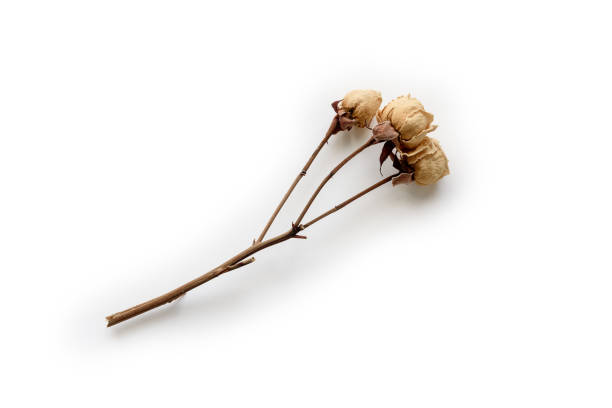 Dry rose flowers on transparent background