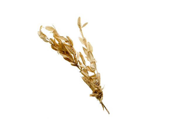 istock Dry plant branch on transparent background for insertion 2183264026