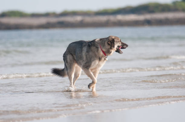 Off leash dog outside lazily walking along the beach
