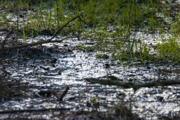 istock water with reflected sunlight through the branches of trees 2183265432