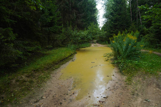 Forest road with puddle after rain. Dirt road inside the forest through pine trees with green foliage.  Old ground Road with puddle inside the forest in wild. Off-road.