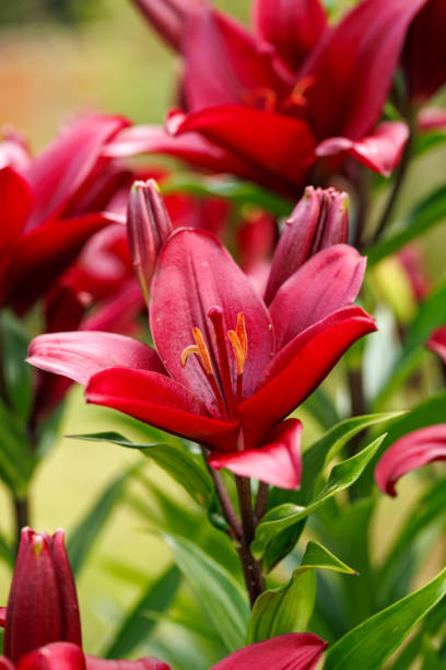 istock red tiger lily flowers in summer garden 2183265694