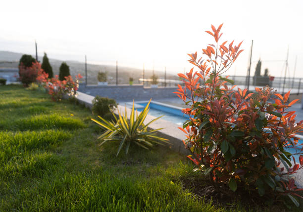 This vibrant garden scene captures lush greenery and colorful foliage by a pool during sunset. The tranquil atmosphere and warm sunlight create a serene outdoor setting.