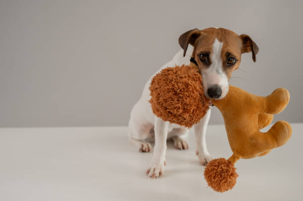 istock Jack Russell Terrier dog holds a plush poodle toy in his teeth on a white background. 2183266367