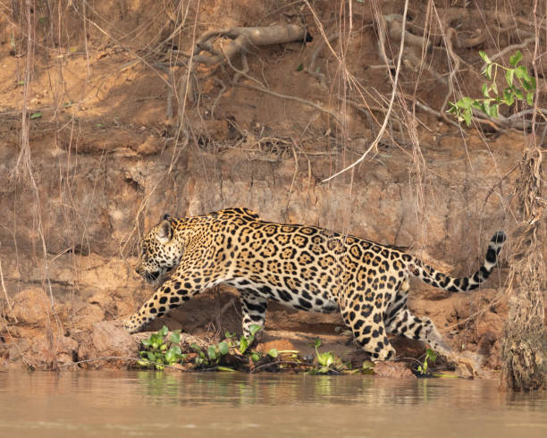 istock Jaguar, Panthera onca: Pantanal Wetlands, Brazil 2183269280