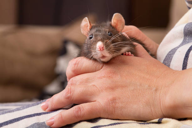 istock A pet rat sits on the lap of owner 2183270319