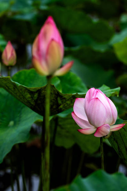 istock Elegant pattern design presented with lotus and water lily leaves 2183270489