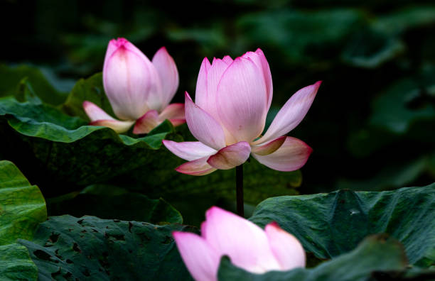 Elegant pattern design presented with lotus and water lily leaves