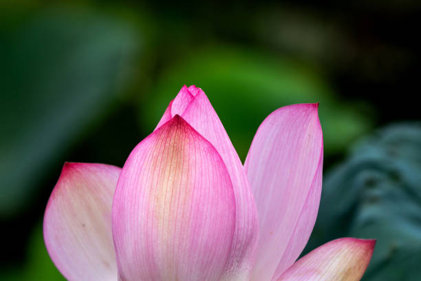 Elegant pattern design presented with lotus and water lily leaves