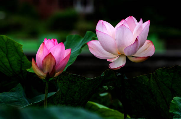 Elegant pattern design presented with lotus and water lily leaves