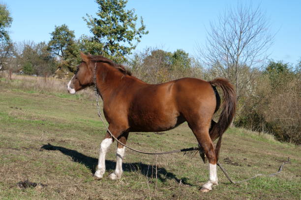 istock Horses graze in the field. Agriculture. Caring for horses. 2183271603