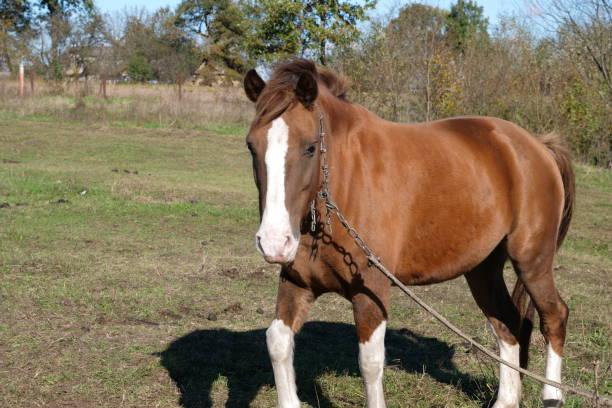 istock Horses graze in the field. Agriculture. Caring for horses. 2183271612