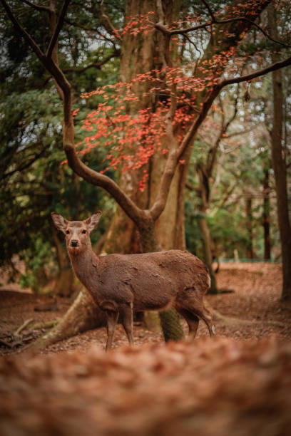 istock a deer in nara park japan in autumn, 2183272676