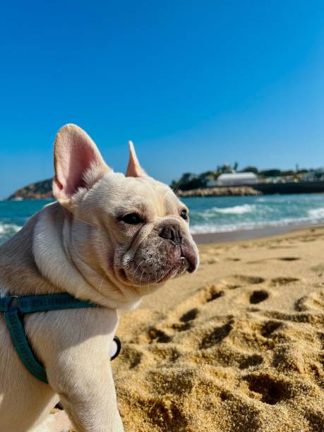 istock French bulldog on a sunny beach 2183274674