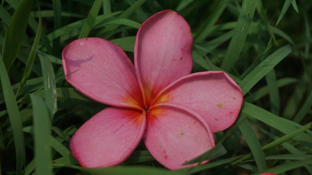istock Pink Frangipani or plumeria flower. 2183274880