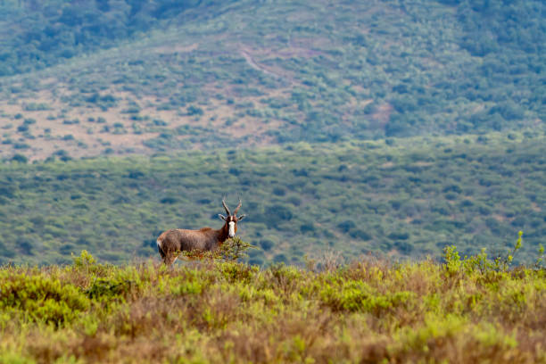 Blesbok in a South African Game Reserve.