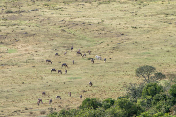 Blesbok herd in a South African Game Reserve.