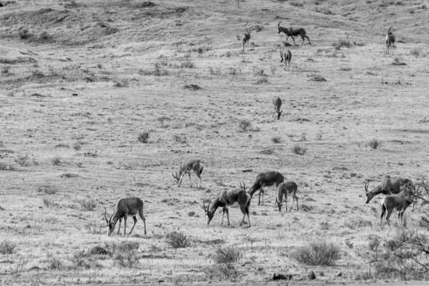 istock Blesbok herd in a South African Game Reserve. 2183276963