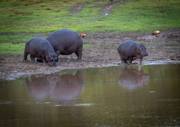 Hippopotamuses in the water. Hippos in Kenya chill in a river. Safari photos in Africa