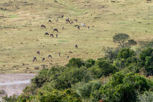 istock Blesbok herd in a South African Game Reserve. 2183277215
