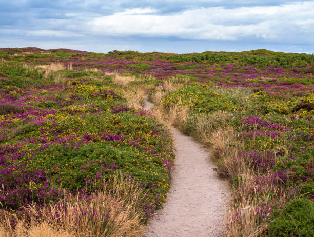 A scenic path winds through a vibrant heathland of Cap Frehel in Brittany with purple and yellow wildflowers under a cloudy sky.