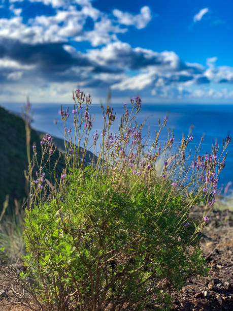 istock Flowers on the island, La Palma 2183280456