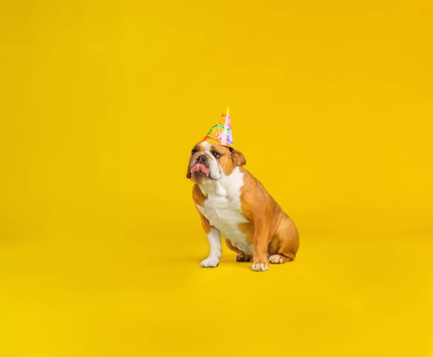 Grußkarte Mit Englischer Bulldogge – 12,7x17,8 Cm, Innen Leer – Für Geburtstage, Adoption, Hundebesitzer