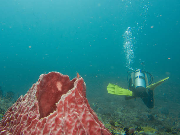 istock A scuba diver is blowing air bubbles and while swimming past a giant barrel sponge underwater 2183280870
