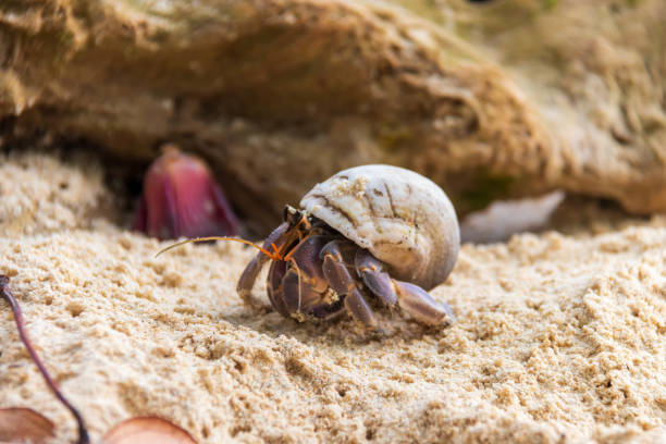 istock A close-up of a hermit crab on sandy terrain, showcasing its unique shell and lively behavior in a natural habitat. 2183281494