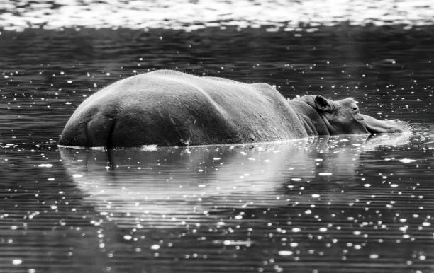 istock Hippos in a waterhole in a South African Game Reserve. 2183282116