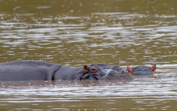 istock Hippos in a waterhole in a South African Game Reserve. 2183282460